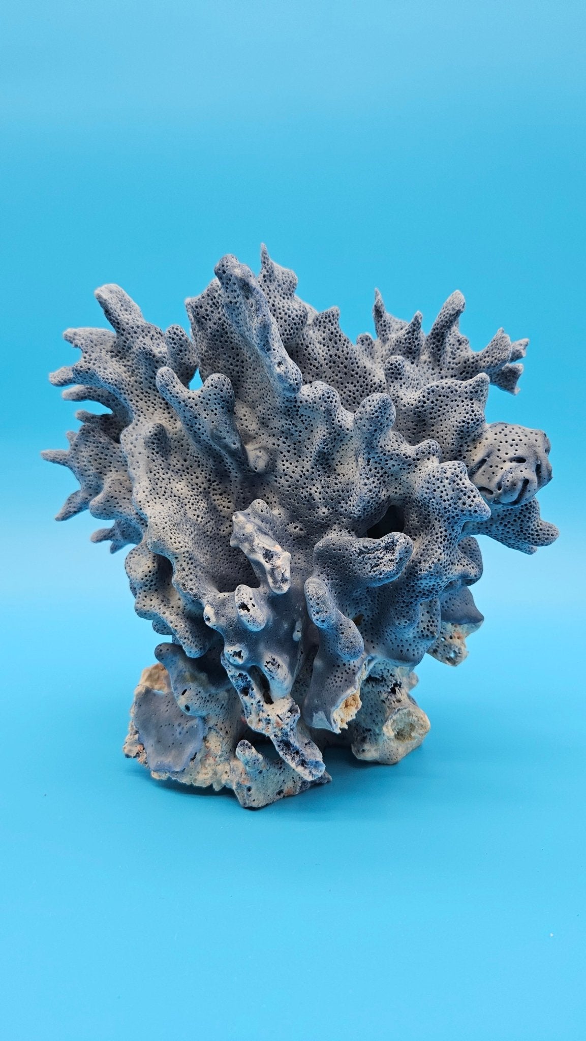 Vintage Blue Ridge Coral Specimen – Heliopora coerulea