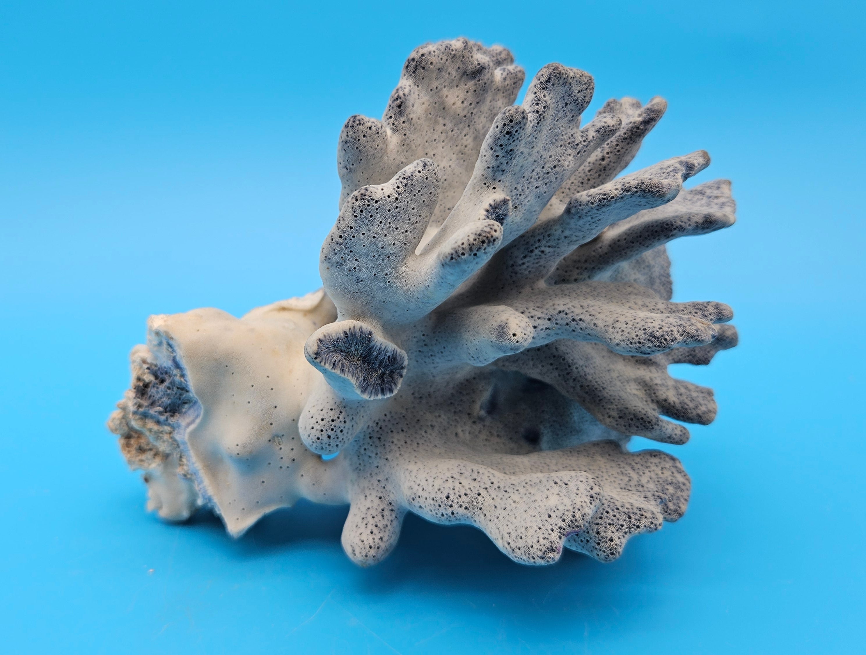 Vintage Blue Ridge Coral Specimen – Heliopora coerulea