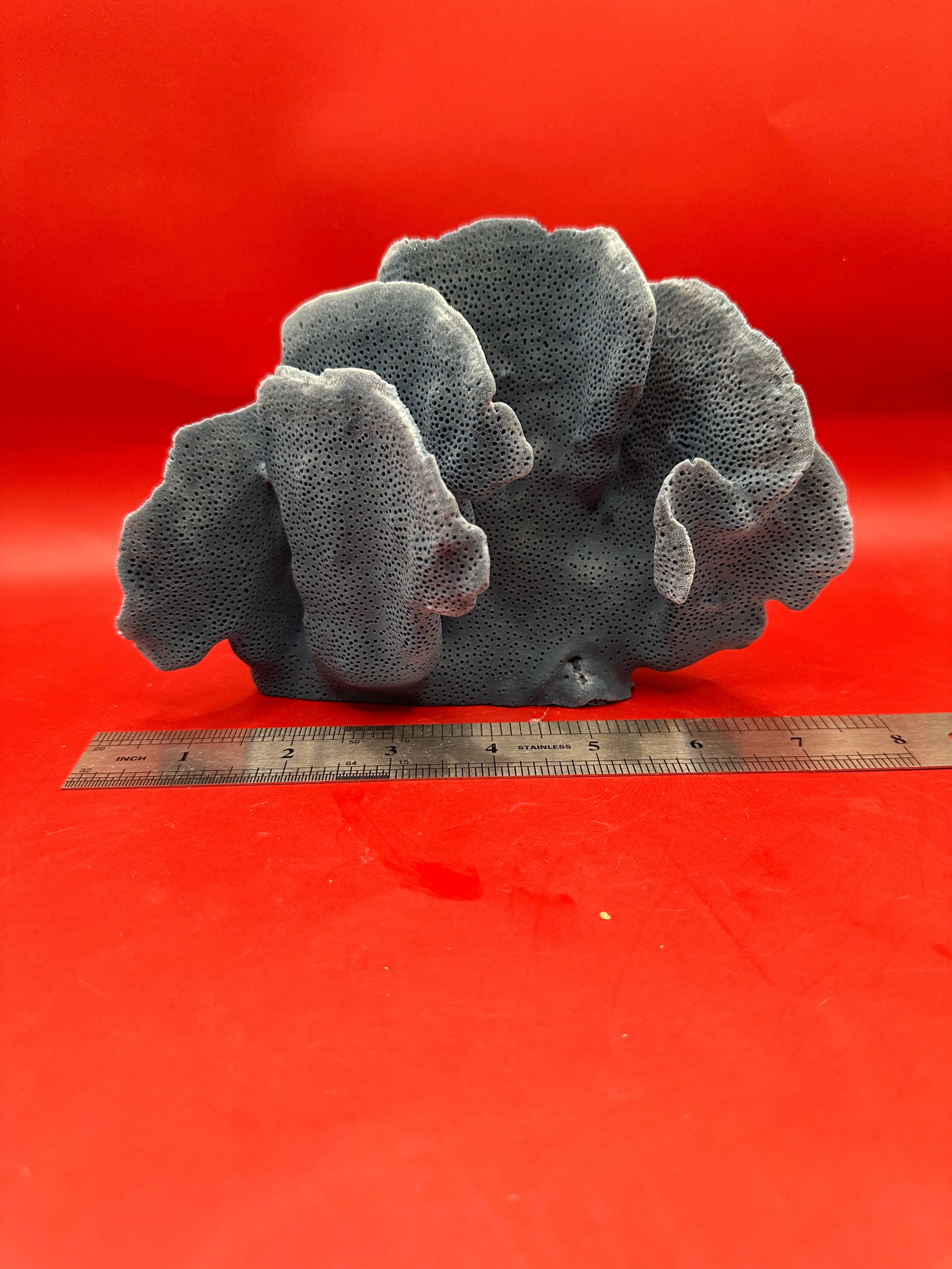 Vintage Blue Ridge Coral Specimen – Heliopora coerulea