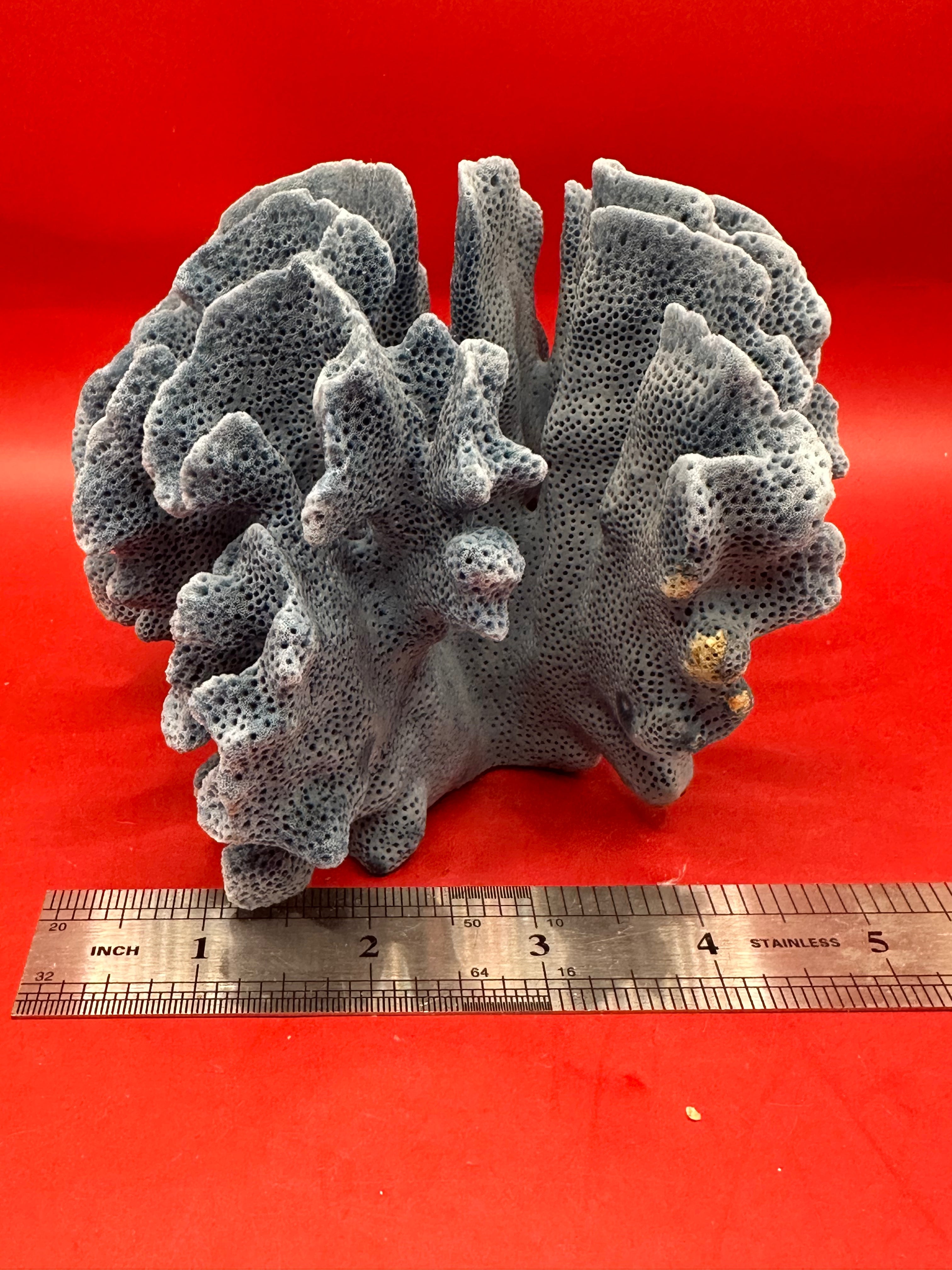 Vintage Blue Ridge Coral Specimen – Heliopora coerulea