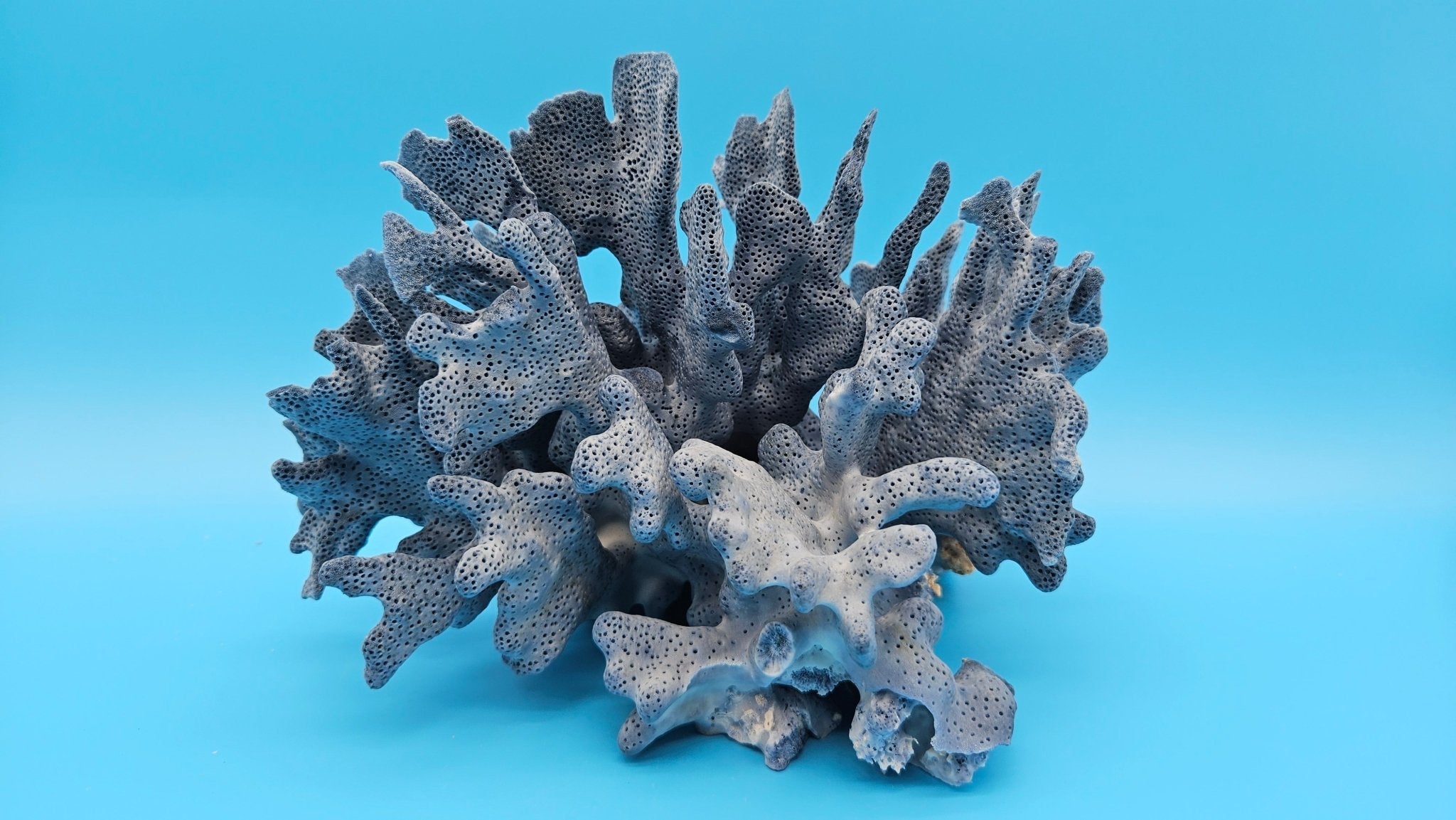 Vintage Blue Ridge Coral Specimen – Heliopora coerulea