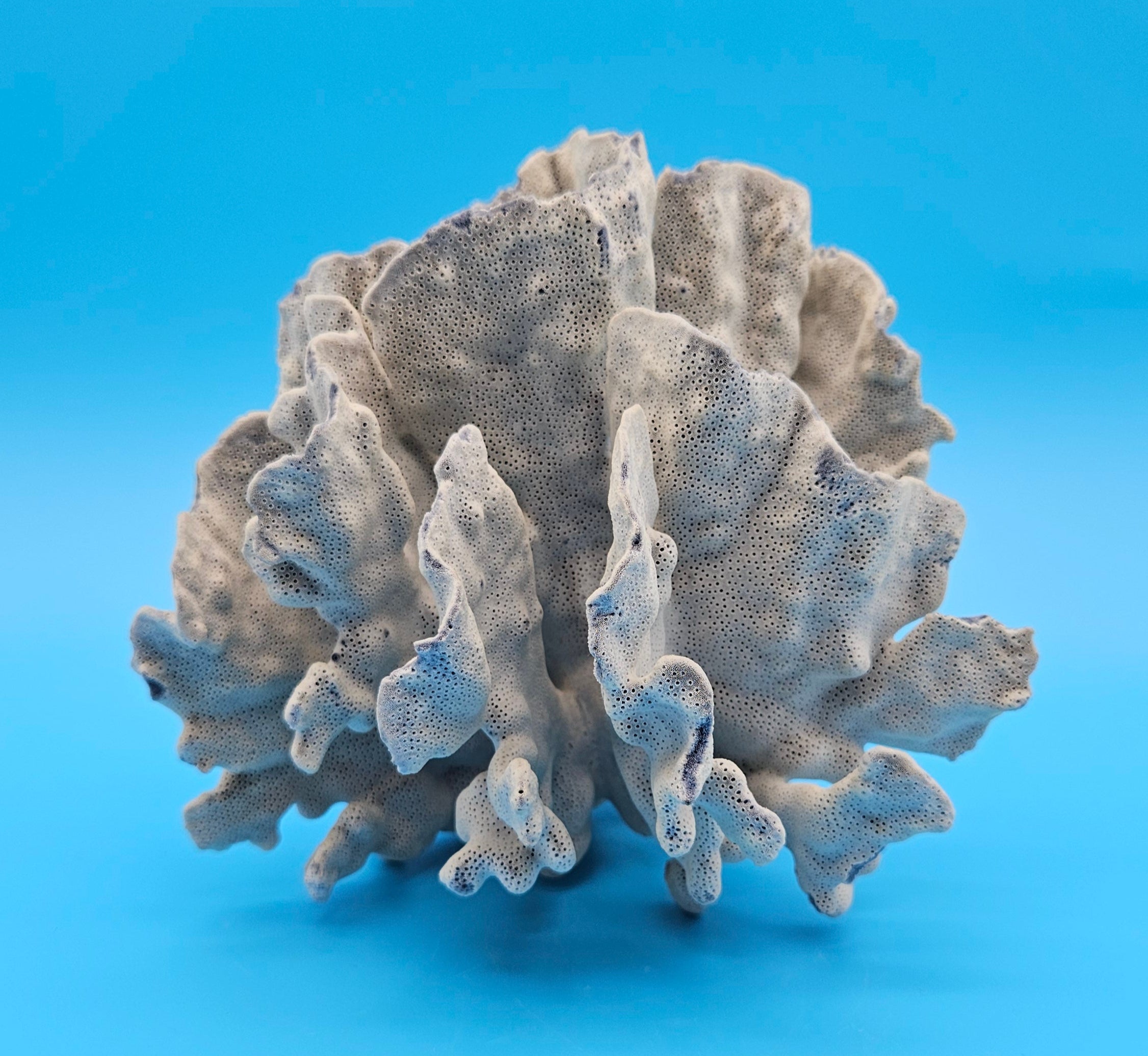 Vintage Blue Ridge Coral Specimen – Heliopora coerulea