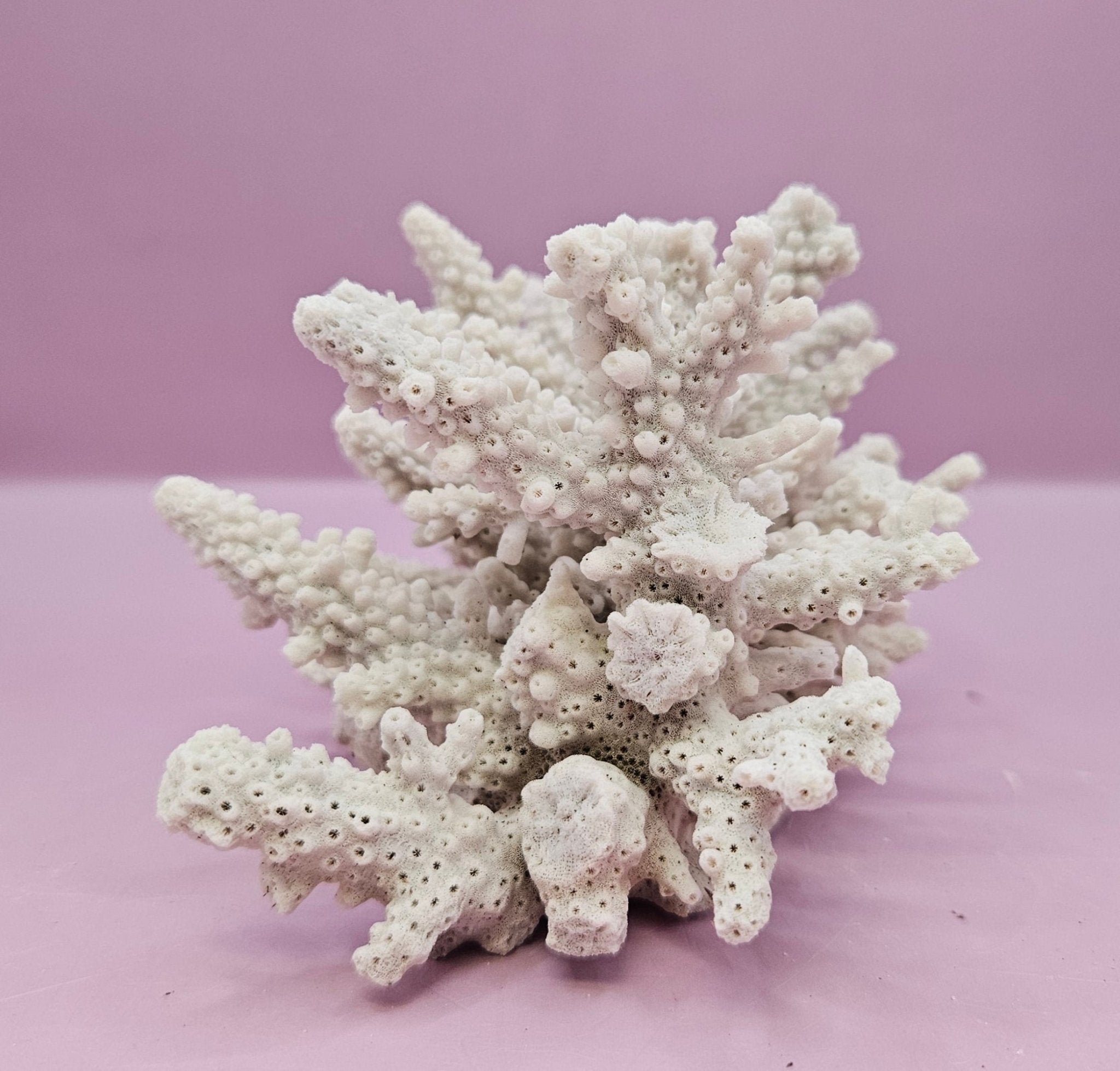Natural Table Coral -5.75"x4" Coastal Home Décor Accent
