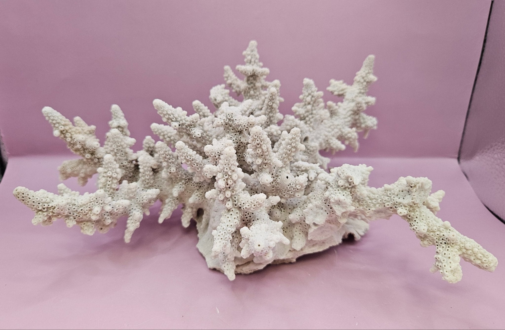 Natural Table Coral -9.75"x9.25" Coastal Home Décor Accent