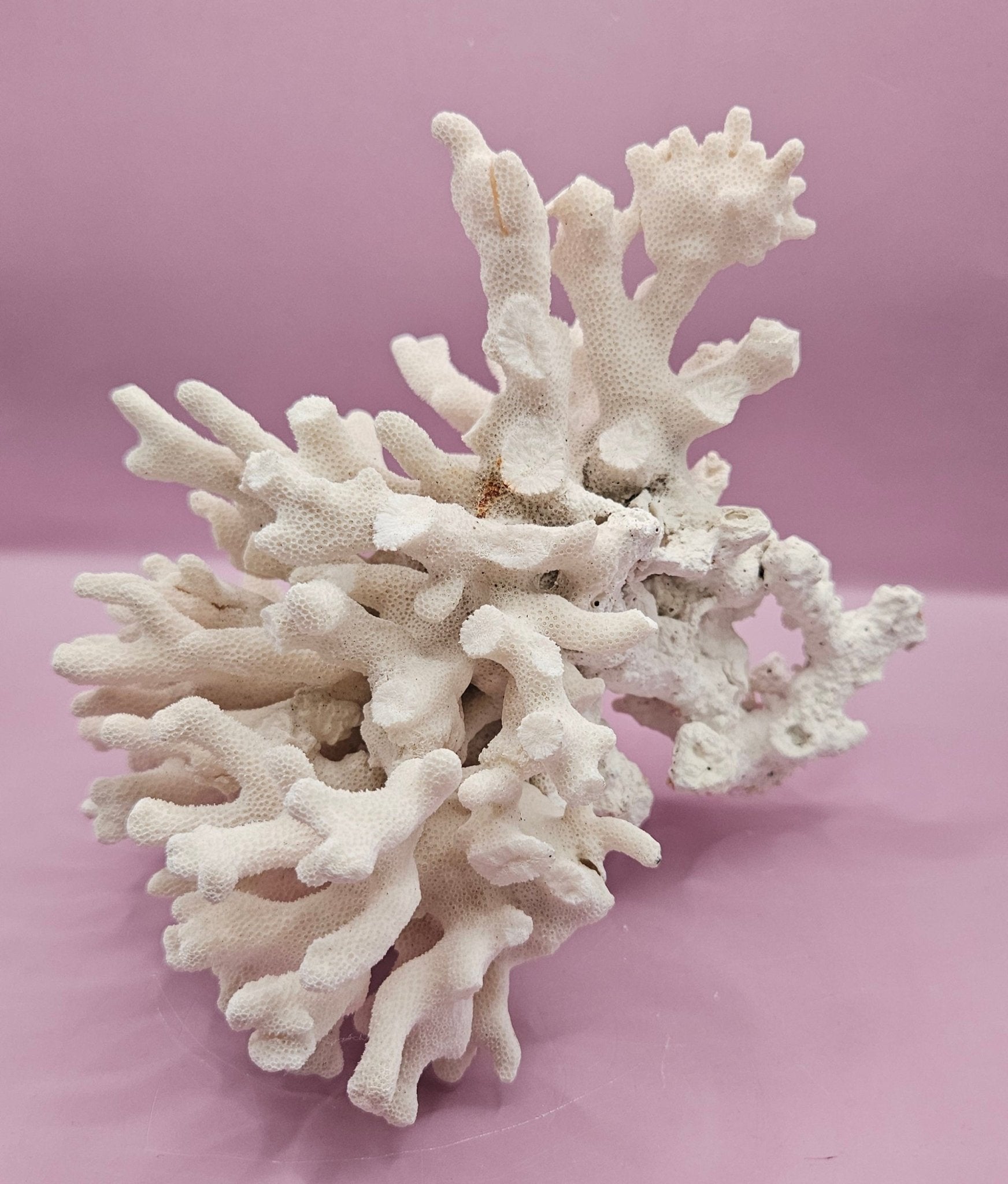Vintage White Coral Specimen - Natural Coastal Decor (8"x6.75"x6")