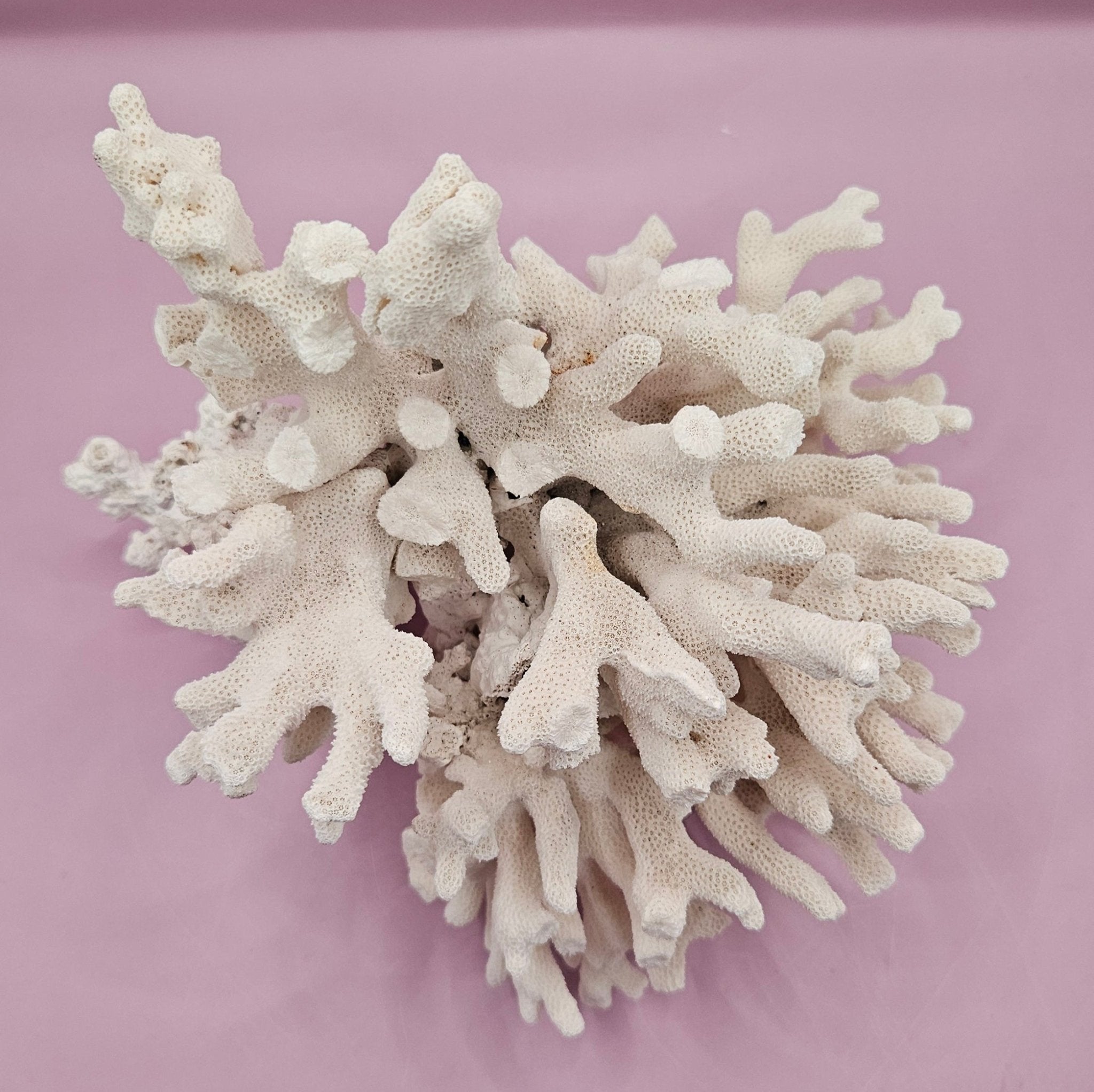 Vintage White Coral Specimen - Natural Coastal Decor (8"x6.75"x6")