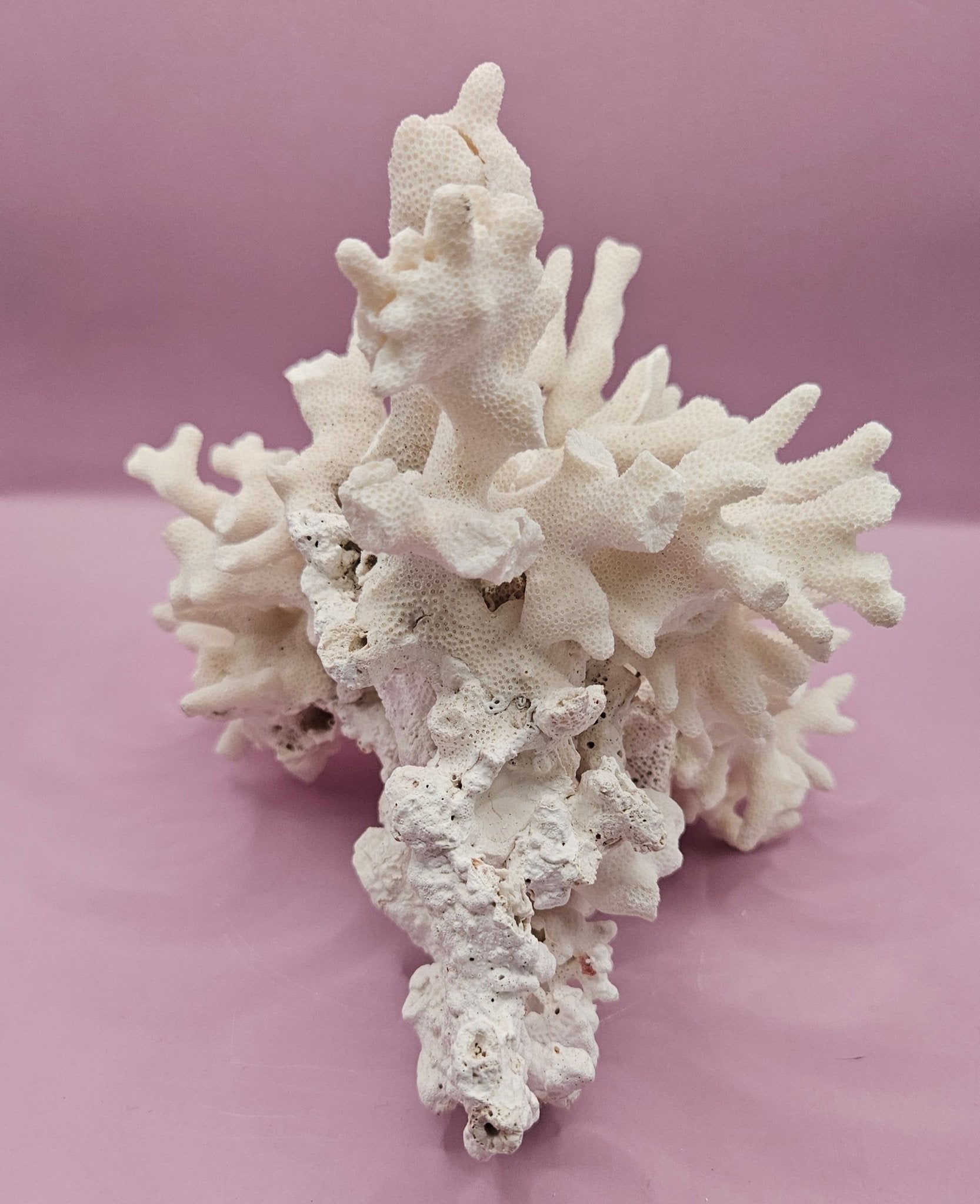 Vintage White Coral Specimen - Natural Coastal Decor (8"x6.75"x6")